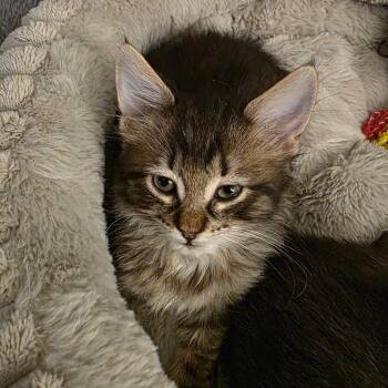 Domestic Short Hair Cats Available for Adoption in San Antonio, Texas - Victor | PetCurious