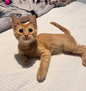 Rescue Tabby Cats for Adoption in San Antonio, Texas - Z | PetCurious