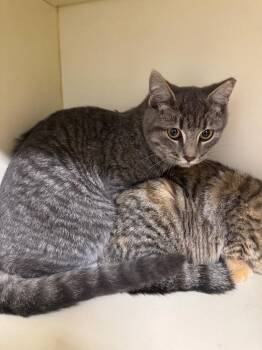 Fields -  Domestic Short Hair Cat for Adoption in Bloomington, Indiana - Fields | PetCurious