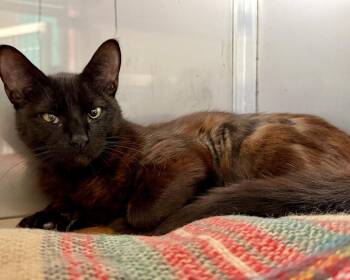 Domestic Short Hair Cats Available for Adoption in Oakland, California - Kenoga (bonded W/Zenni) | PetCurious