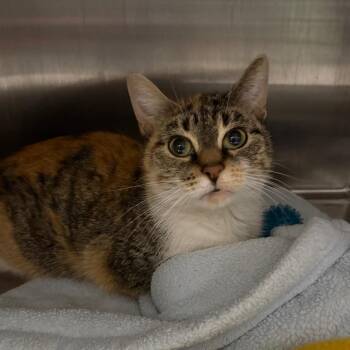 Christabelle -  Domestic Short Hair Cat Available for Adoption in Oak Park, Illinois - Christabelle | PetCurious