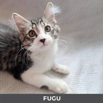 Domestic Medium Hair Cats Available for Adoption in Toronto, Ontario - Fugu | PetCurious