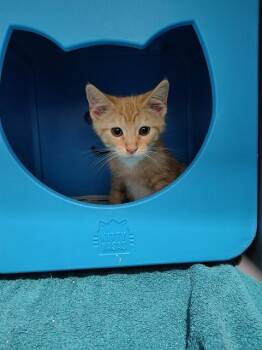 MANGO LASSI -  Domestic Short Hair Cat for Adoption in Leesburg, Virginia - MANGO LASSI | PetCurious