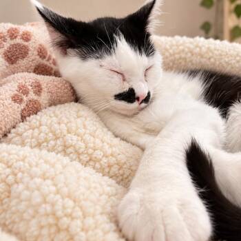 Dolfina JT 0426 -  Domestic Short Hair Cat for Adoption - Dolfina JT 0426 | PetCurious