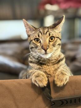 Rescue Tabby Cats for Adoption in Phoenix, Arizona - Opal | PetCurious