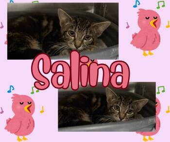 Rescue Domestic Short Hair Cats for Adoption in Hopkinsville, Kentucky - Salina | PetCurious