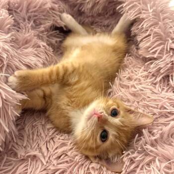 Domestic Short Hair Cats Available for Adoption in Costa Mesa, California - Alex | PetCurious