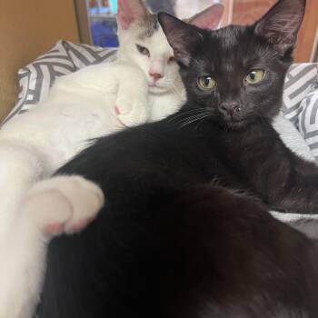 Cowbell and Flute -  Domestic Short Hair Cat for Adoption in Fairfax, Virginia - Cowbell And Flute | PetCurious