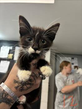 Nitro -  Domestic Short Hair Cat for Adoption in Caro, Michigan - Nitro | PetCurious