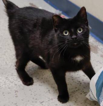 Domestic Short Hair Cats Available for Adoption - Smidgen | PetCurious