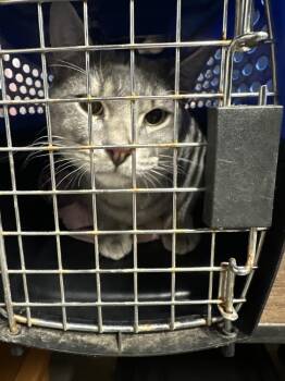 Domestic Short Hair Cats Available for Adoption - **Cat Cafe** Egypt | PetCurious