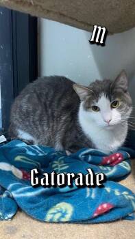 Gatorade -  Domestic Short Hair Cat Available for Adoption in Sapulpa, Oklahoma - Gatorade | PetCurious