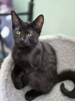 Domestic Short Hair Cats Available for Adoption - FLIGHT | PetCurious