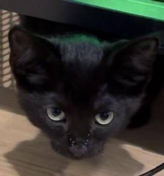 Lady Butt -  Domestic Short Hair Cat for Adoption in Chicago, Illinois - Lady Butt | PetCurious