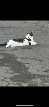 Rescue Domestic Short Hair Cats for Adoption in Reading, Pennsylvania - Snowball | PetCurious