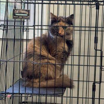 C26-092 Jolene -  Domestic Long Hair Cat for Adoption - C26-092 Jolene | PetCurious