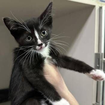 Domestic Short Hair and Tuxedo Cats Available for Adoption - Zara | PetCurious
