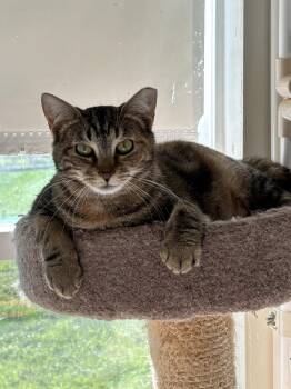 Domestic Short Hair Cats Available for Adoption in Altoona, Pennsylvania - Scarlet Pumpernickel | PetCurious