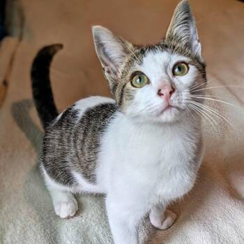 Oliver -  American Shorthair Cat for Adoption in Fort Payne, Alabama - Oliver | PetCurious