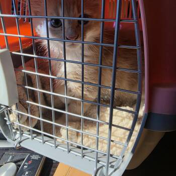 Cassie -  Domestic Long Hair Cat for Adoption in Lawrenceville, Georgia - Cassie | PetCurious