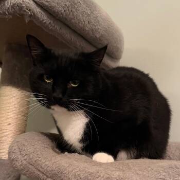Domestic Short Hair Cats Available for Adoption in Greensboro, Georgia - Athena | PetCurious