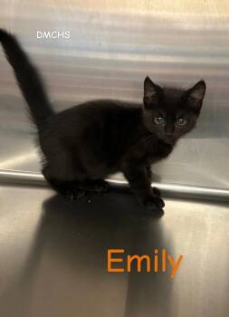 Emily -  Domestic Short Hair Cat for Adoption in Burlington, Iowa - Emily | PetCurious