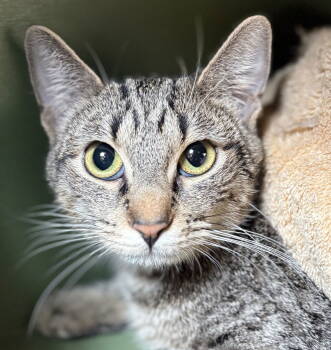Rescue Domestic Short Hair and Tabby Cats for Adoption in Burlingame, California - Tess | PetCurious