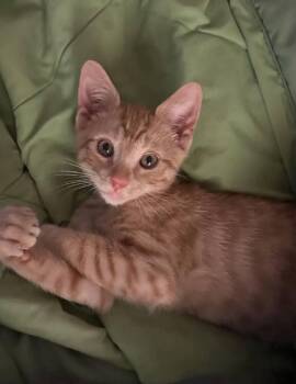 Wallace -  Tabby Cat for Adoption in Calimesa, California - Wallace | PetCurious