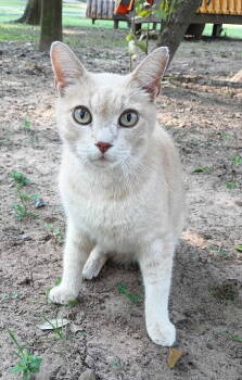 Rescue Domestic Short Hair and Tabby Cats for Adoption in Magnolia Springs, Alabama - Buddy | PetCurious