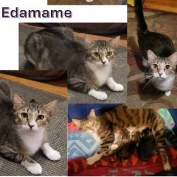 Edamame -  Domestic Short Hair Cat for Adoption in Orangevale, California - Edamame | PetCurious