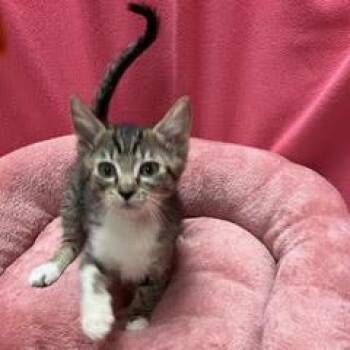 Carnival -  Tabby Cat for Adoption in Green Valley, Arizona - Carnival | PetCurious