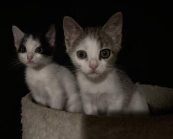 Petey -  Domestic Long Hair Cat for Adoption in Stratham, New Hampshire - Petey | PetCurious