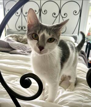 Domestic Short Hair Cats Available for Adoption - Arlo | PetCurious