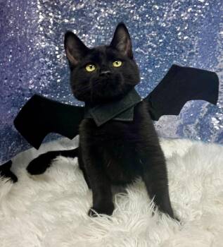 Jack Fruit is HILARIOUS and THE SWEETEST - watch video - CAN GO  -  Bombay Cat for Adoption in Bedford Hills, New York - Jack Fruit Is HILARIOUS And THE SWEETEST - Watch Video - CAN GO  | PetCurious
