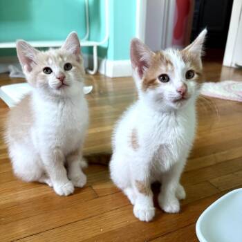 Domestic Short Hair Cats Available for Adoption in Lexington, Kentucky - Buzz | PetCurious
