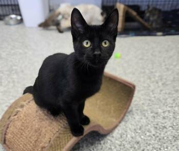 Macaron -  Domestic Short Hair Cat for Adoption in Blaine, Minnesota - Macaron | PetCurious