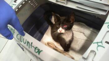A1268740 -  Domestic Short Hair Cat for Adoption in Charlotte, North Carolina - A1268740 | PetCurious