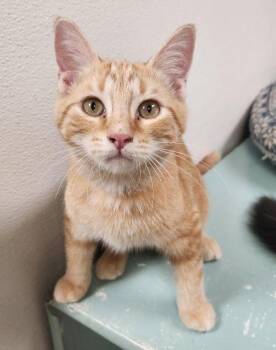 Kitten 28005 (Fitz) -  Tabby Cat for Adoption in Parlier, California - Kitten 28005 (Fitz) | PetCurious