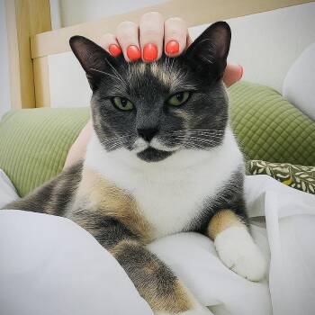 Yoshi -  Domestic Short Hair Cat for Adoption in Fort Worth, Texas - Yoshi | PetCurious