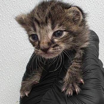 Domestic Short Hair Cats Available for Adoption in Abilene, Texas - Bourbon | PetCurious