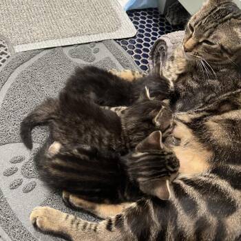 Domestic Short Hair Cats Available for Adoption in New York, New York - Elara | PetCurious