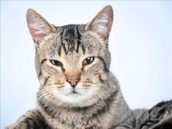 APPLESEED -  Domestic Short Hair Cat for Adoption in Loveland, Colorado - APPLESEED | PetCurious