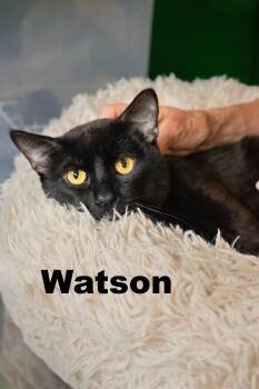 Watson -  Domestic Short Hair Cat for Adoption in Macomb, Illinois - Watson | PetCurious