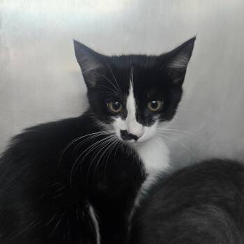 Poblano -  Domestic Short Hair Cat for Adoption in San Jacinto, California - Poblano | PetCurious