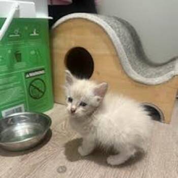 Glamour -  Domestic Short Hair Cat for Adoption in San Antonio, Texas - Glamour | PetCurious