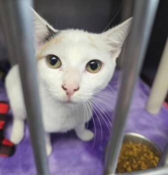 Honeybee -  American Shorthair Cat for Adoption in Marshall, North Carolina - Honeybee | PetCurious