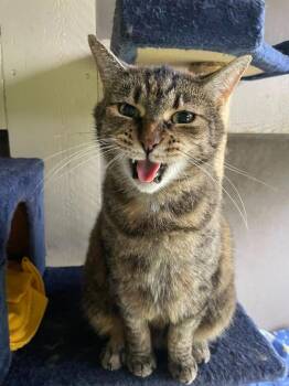 Uma Furman -  Domestic Short Hair Cat for Adoption in Hamilton, Ohio - Uma Furman | PetCurious