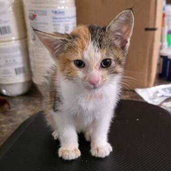 Domestic Short Hair Cats Available for Adoption in Eureka Springs, Arkansas - Drama Queen | PetCurious