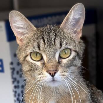 Cozy -  Domestic Short Hair Cat for Adoption in Jefferson, Wisconsin - Cozy | PetCurious