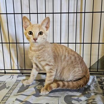 Leo -  Domestic Short Hair and Tabby Cat for Adoption in Searcy, Arkansas - Leo | PetCurious
